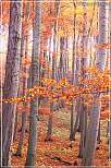 Wald im Herbst bei Jenaprienitz