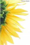 Bltenbltter einer Sonnenblume