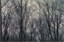 Wald ohne Laub im Winter