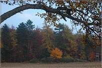 Wald im Herbst am Luftschiff Jena