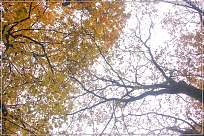 Gelber Wald im Herbst mit Himmel